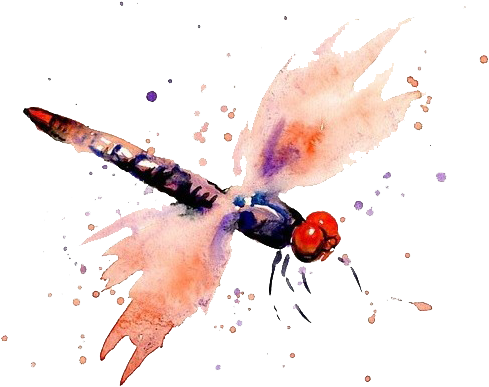Watercolor Painting Dragonfly - Watercolor Painting (600x474)