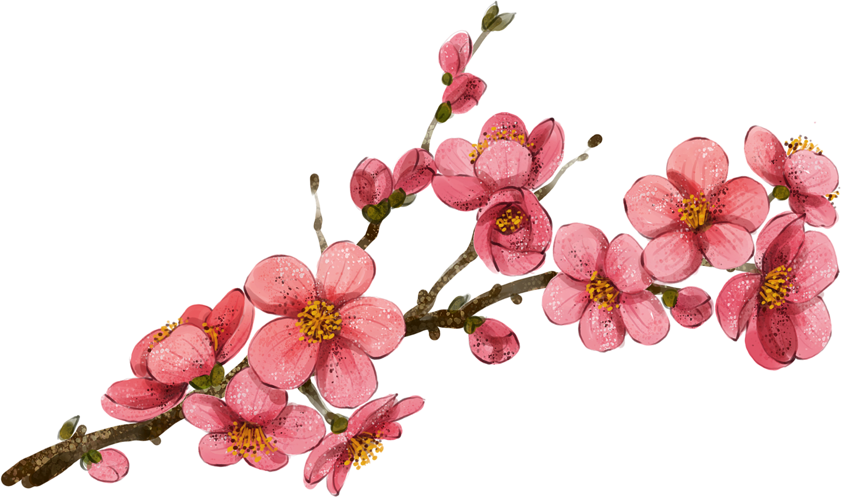 Plum Blossom Watercolor Painting - Plum Blossom Watercolor (2835x2835)