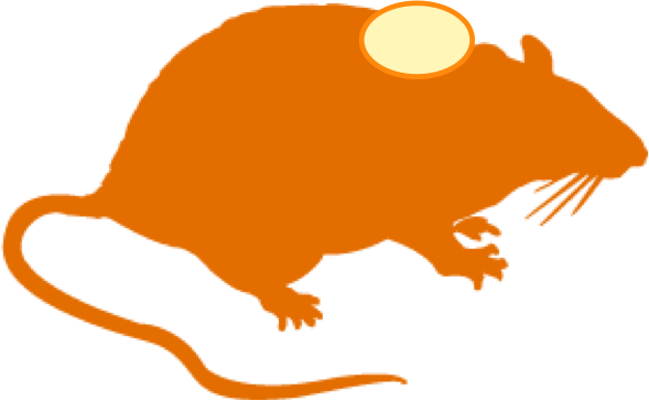 Syngeneic Models - Mouse Brain Clipart (589x364)