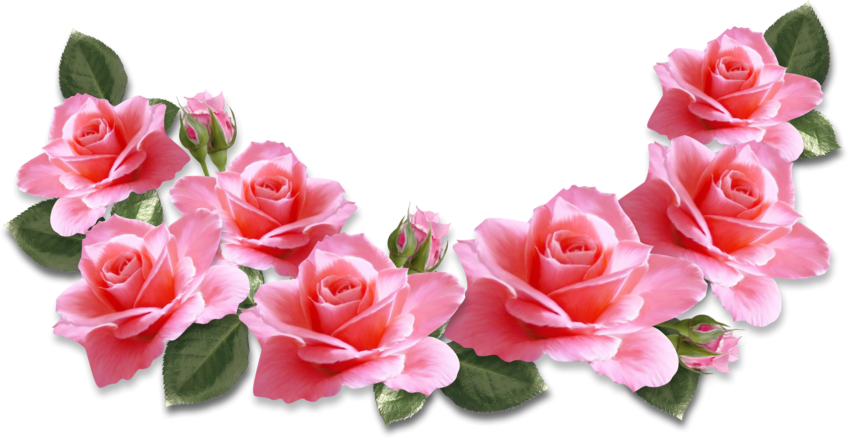 Valentines Day Pink Roses (1684x869)