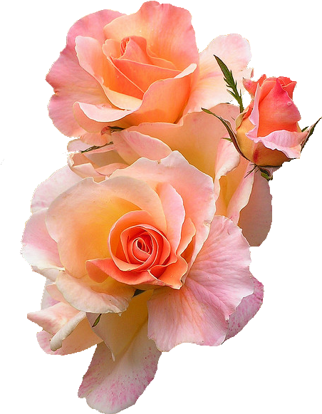Rose Petal Clipart Transpa Background - Peach Rose Transparent Background (480x614)