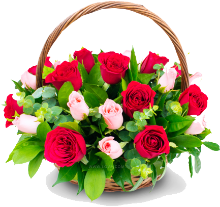 Congratulation Flower Transparent - Happy Birthday My Dear Friend Messages (480x480)