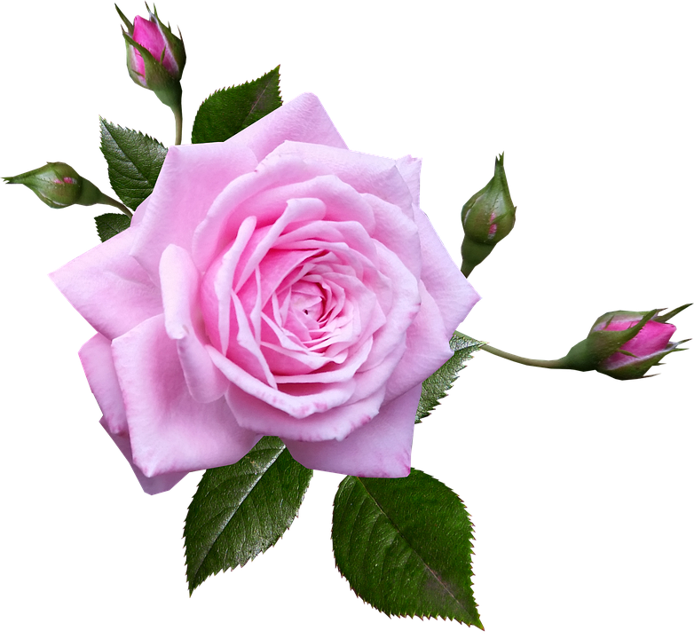 Free Photo Perfume Flower Plant Rose Garden Pink Max - Rose (782x720)