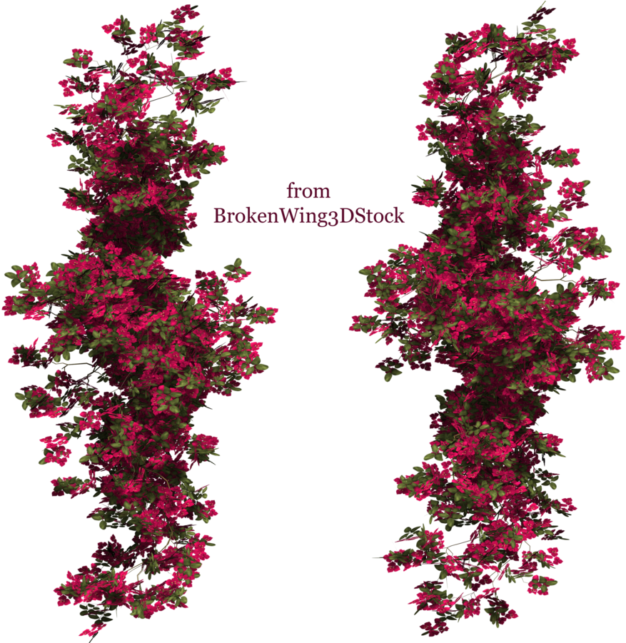 Rose Bush Clipart Bougainvillea Plant - Bougainvillea Photoshop (900x900)