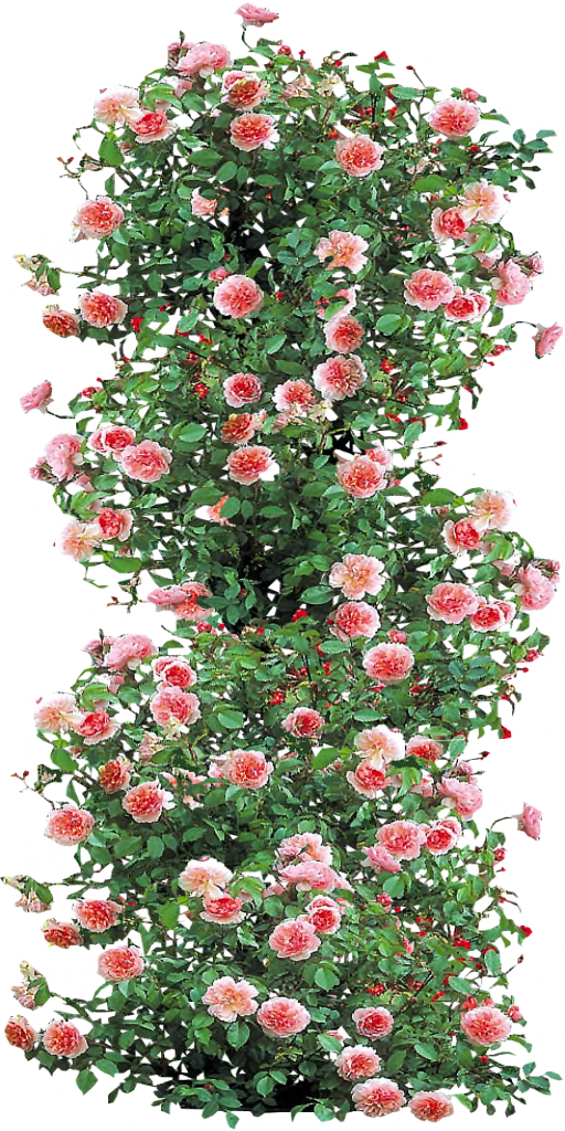 Anne Boleyn Climbing Rose By Lilipilyspirit-d4zfyhk - Roses Png Plan (512x1024)