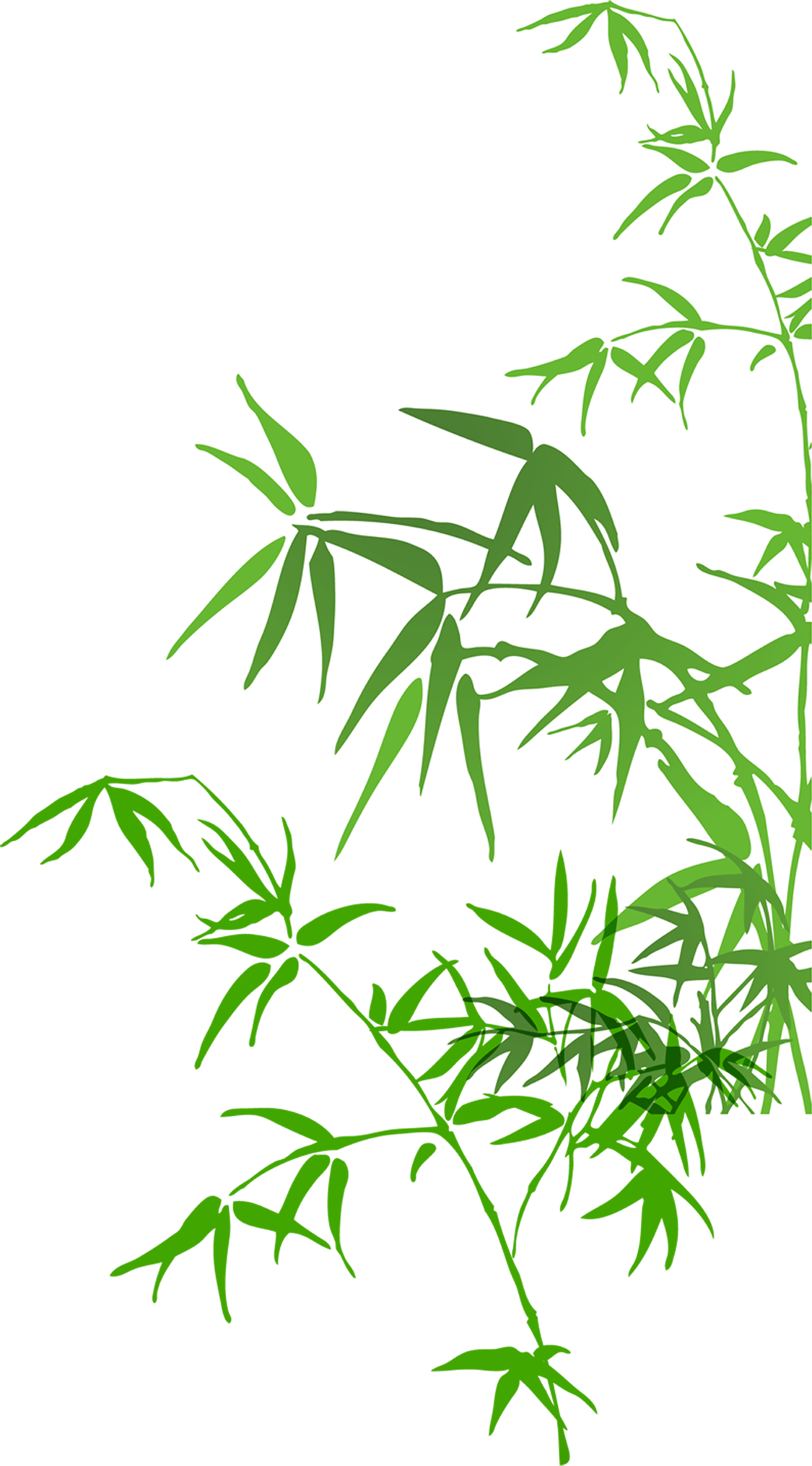 Bamboo Watercolor Painting - Bamboo Watercolor Png (1125x2031)