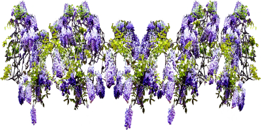 Climbing Wisteria Wide Swag By Lilipilyspirit On Deviantart - English Lavender (900x450)
