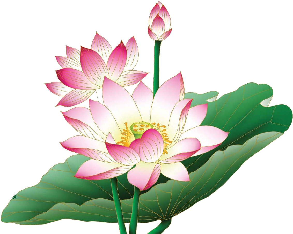 Lotus Blossoms - Lotus Png (1181x926)