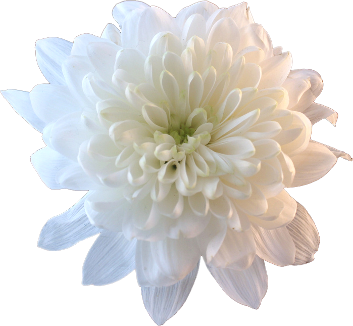 Flower White Whiteflower Tumblr Aesthetic - White Flowers Transparent (699x645)