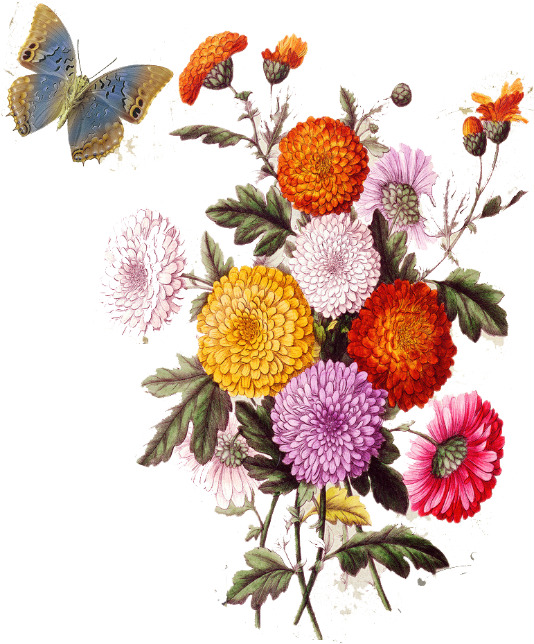 Flower Collage Stock Illustration Photography - Flower Collage Png (819x1024)