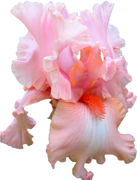 Fav Pink Png Transparent Iris Transparent Flowers Pink - Pink Iris Flower Png (500x625)