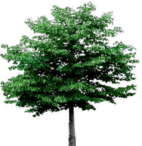 Spring Tree Png Cartoon Christmas Tree Clip Art Additionally - Super Smash Bros Brawl Gameplay (480x495)