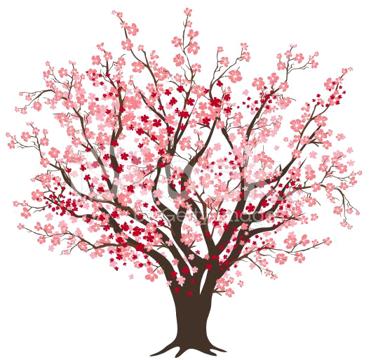 Cherry Blossom Tree Clip Art - Cherry Blossom Tree Drawing (556x556)