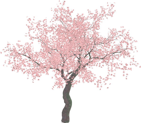 Cherry Blossom Tree Clip Art - Cherry Blossom Tree Png (600x521)