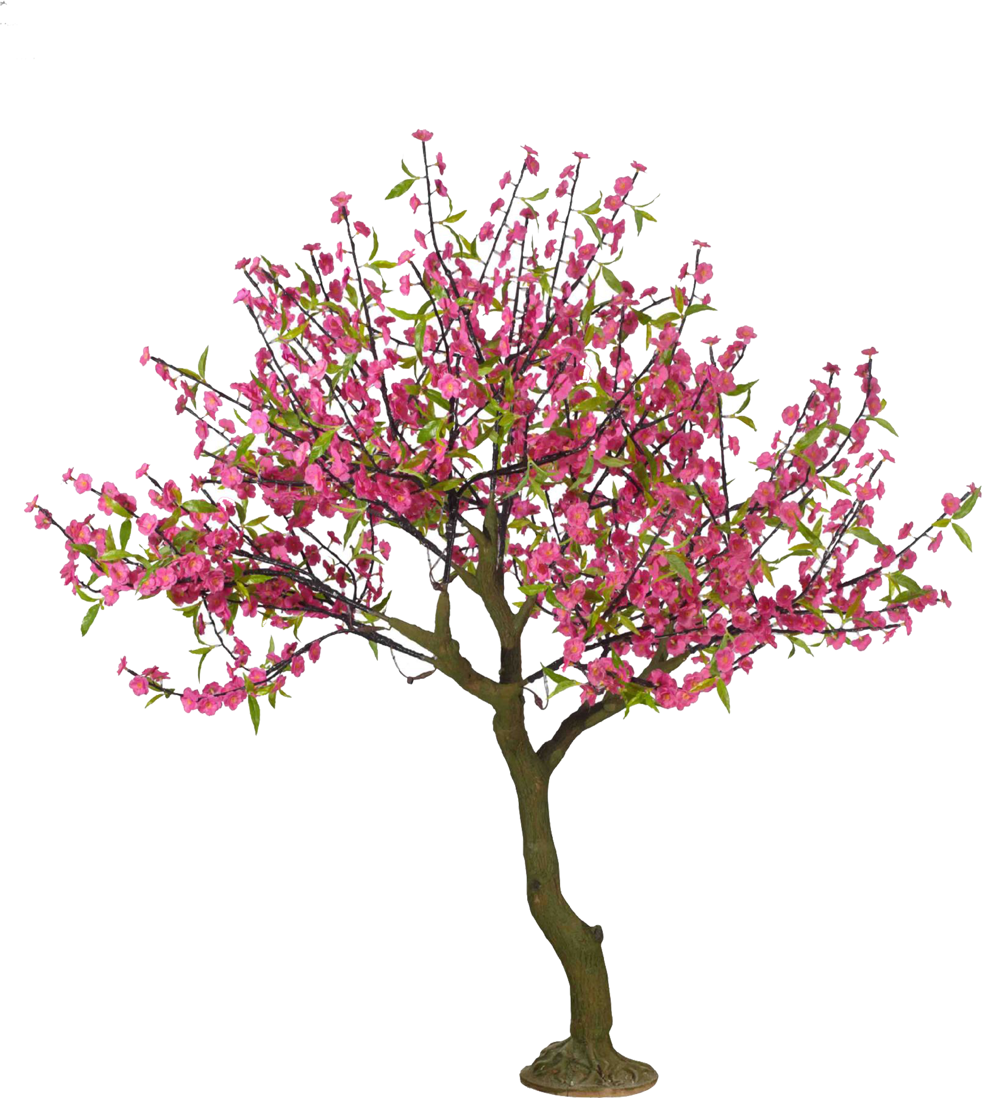 Cherry Blossom Tree Drawing Peach - Peach Blossom Tree Drawing (2362x2363)