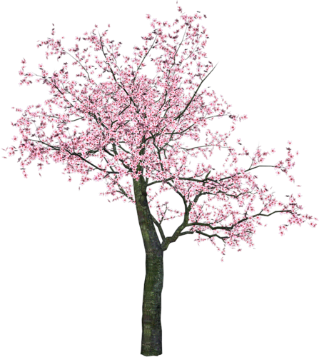 Repassando Sc Wind Chimes - Tree In Spring Clipart (447x500)