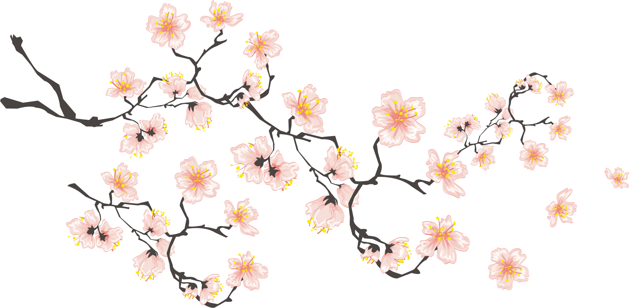 Cherry Blossom If Download Icon - Cherry Blossom If Download Icon (2030x996)