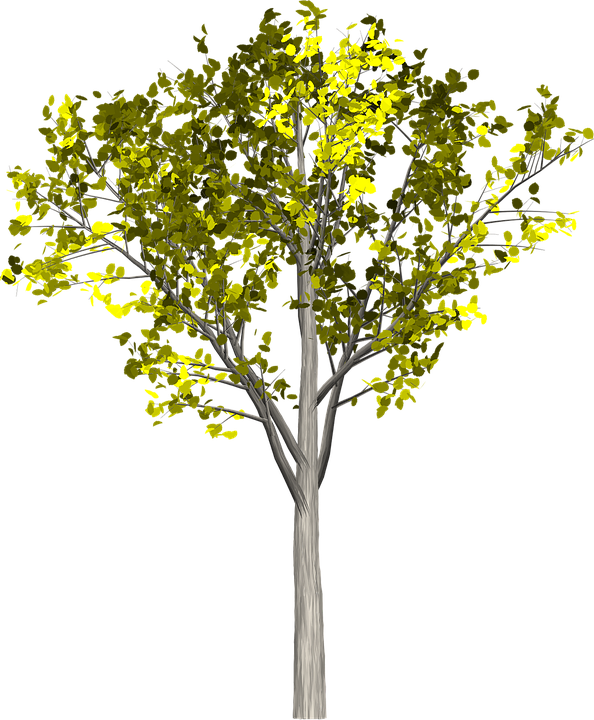 Cartoon Willow Tree 15, Buy Clip Art - Platano Arbol Png (594x720)