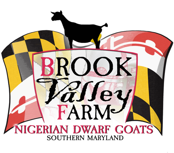 Raising Quality, Adga-registered Nigerian Dwarf Goats - Goat (654x523)