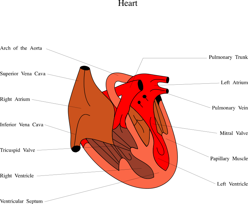 Medical Illustration Of A Human Heart - Grade 1 Lv Diastolic Dysfunction (800x658)