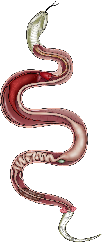 About Us - Brown Snake (351x830)