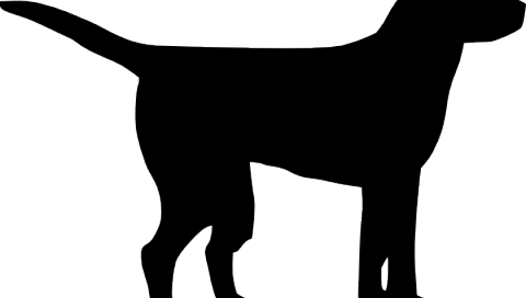 Black And White Dog Clipart - Companion Dog (480x272)