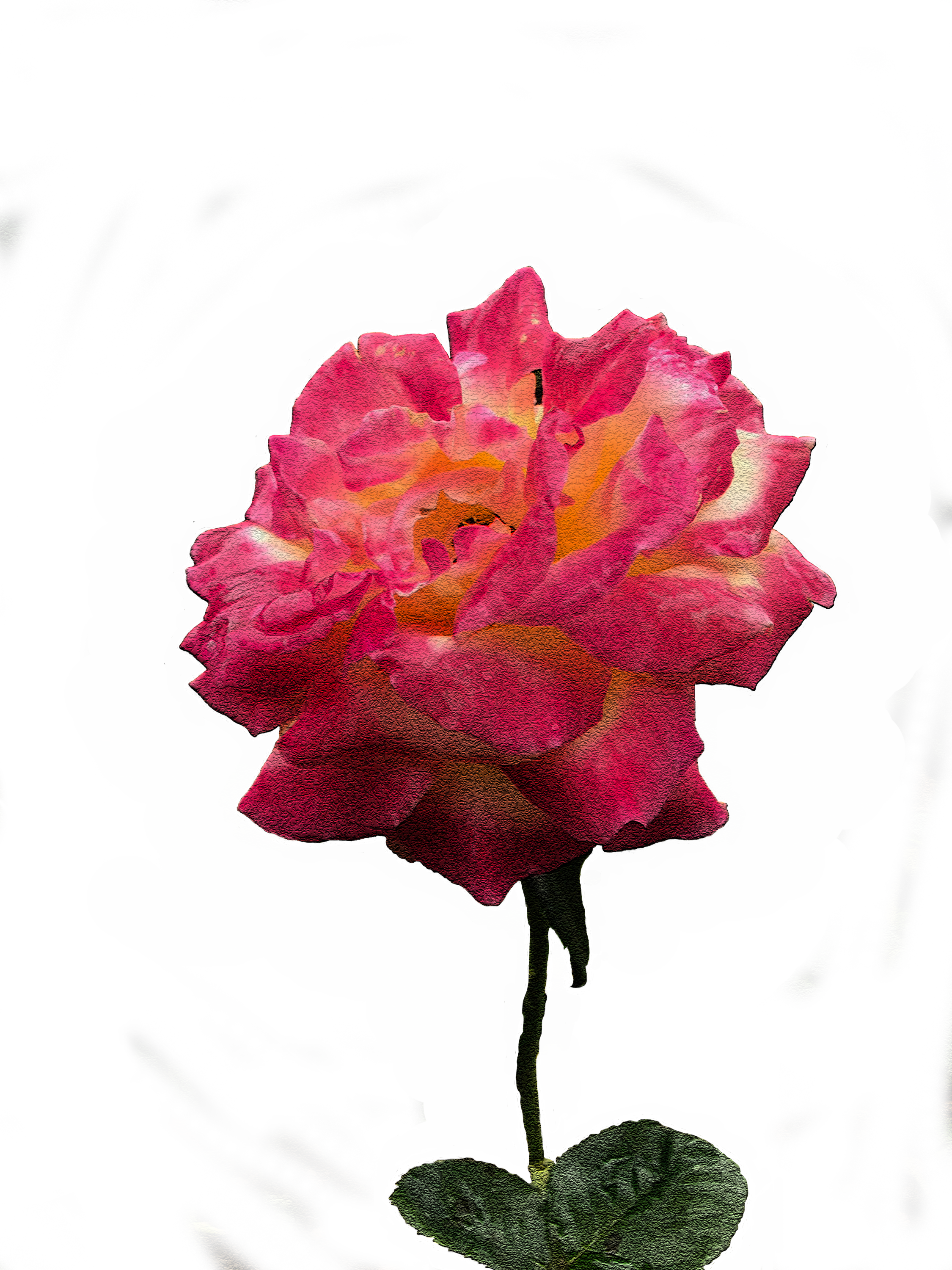 Adobe Illustrator Adobe Photoshop Adobe After Effects - Desert Rose (2250x3000)