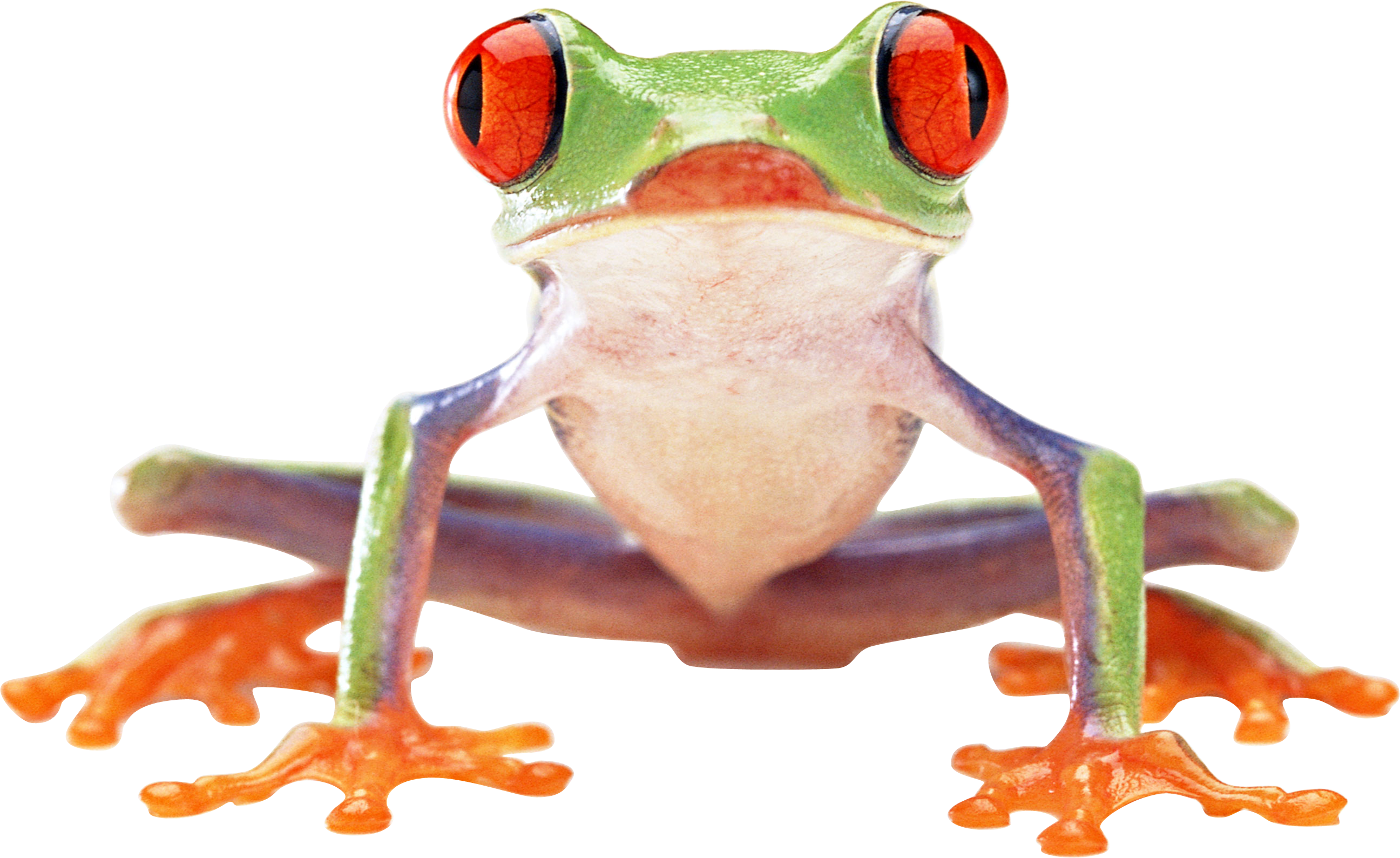 Red Eyed Tree Frog Clipart Transparent - Frogs Transparent Png (2593x1589)