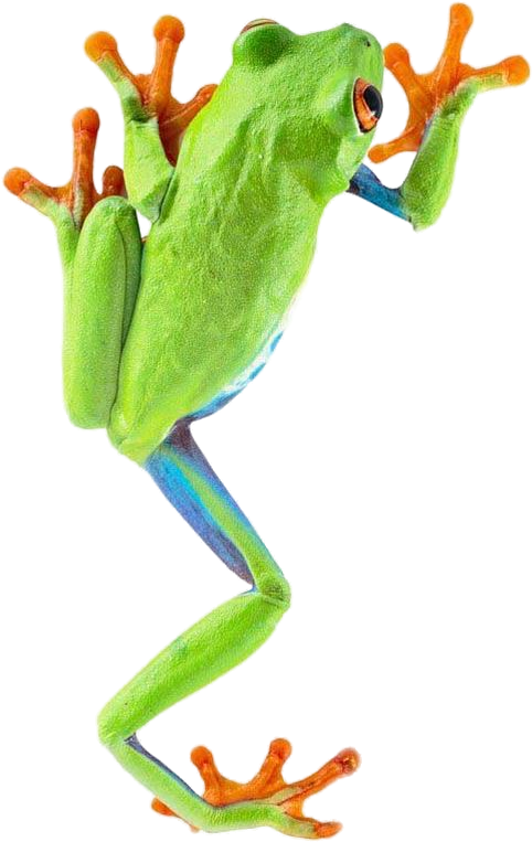 Green Tree Frog Clipart For Kids - Frog Png (579x791)