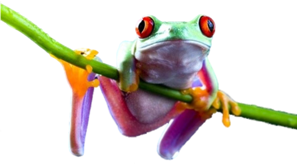 Red Eyed Tree Frog Clipart Transparent - Png Grenouille Tropicale (600x350)