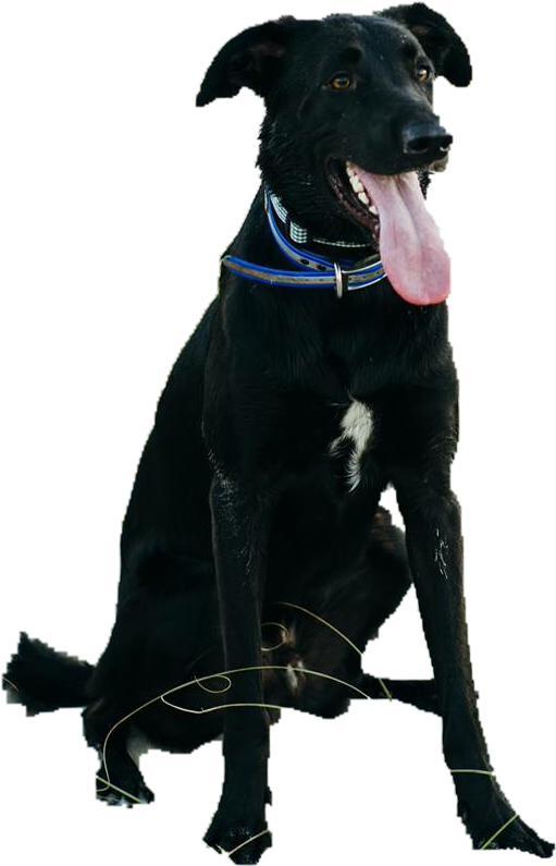 Residents, Guests, And Visitors Can Now Enjoy The Expansive - Dog Catches Something (593x962)