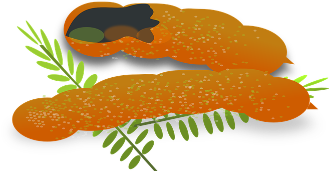 Tamarind Fruit Seed Pod Brown Sweet Ingred - Tamarind Clipart (666x340)