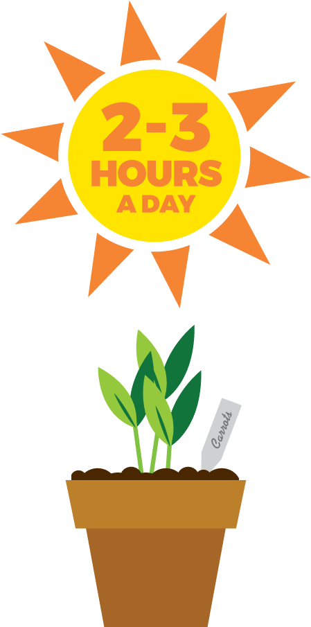 Seedlings Require 2-3 Hours Of Sunlight Daily - Sunlight (550x916)