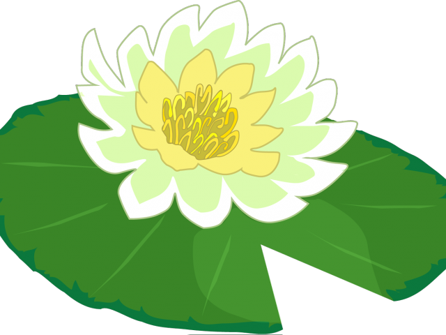 Lily Pad Clipart Lillie - Lily Pad Clip Art (640x480)