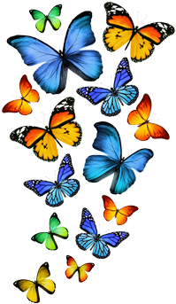 Cor Do Fundo - Butterfly 5'x7'area Rug (350x350)