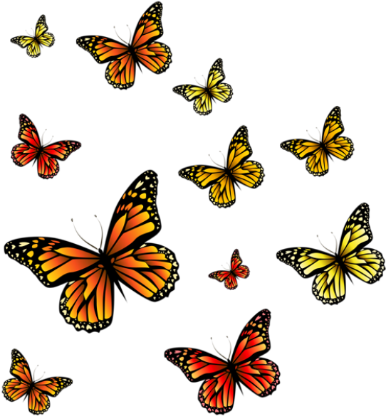 Borboletas Borboleta Laranja E Preta 3 Png - Butterflies Png (569x619)