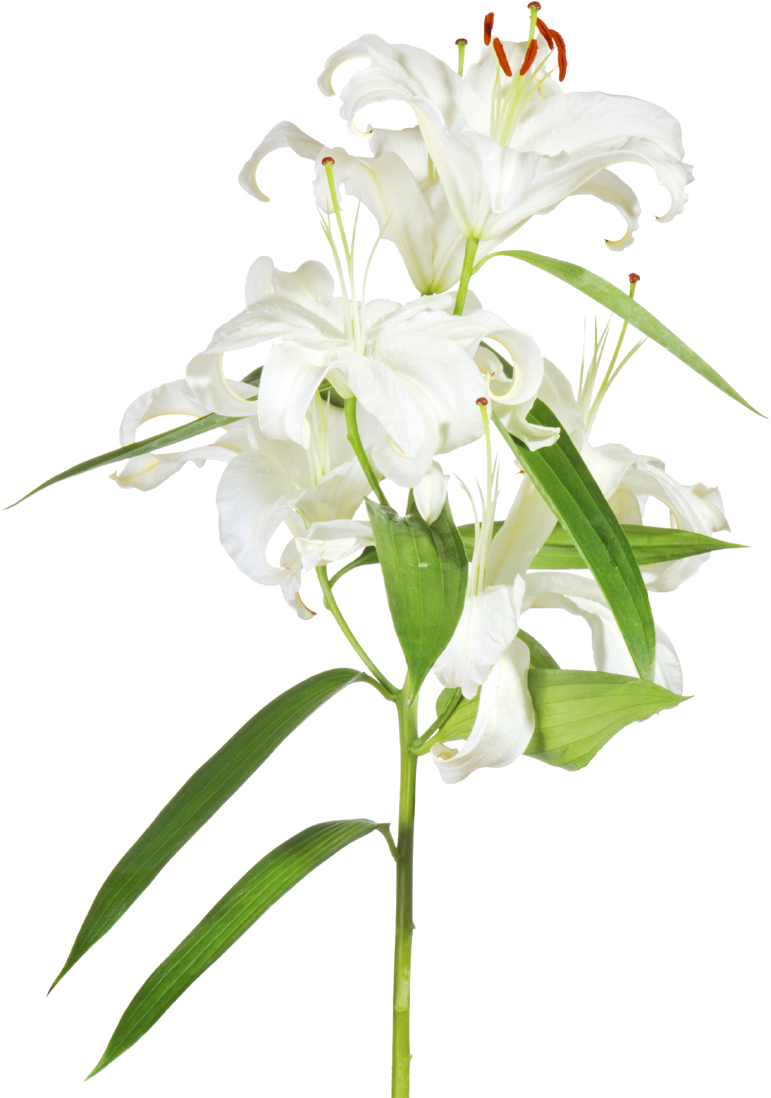 Easter Lily With Cross Clipart - Easter Lily Transparent (1169x1642)