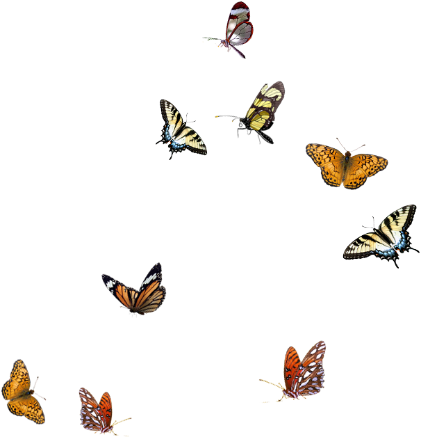 Borboletas Em Imagens Png - Adobe Photoshop (634x660)