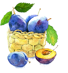 Fruit Watercolor Painting Blueberry Auglis - Fruit Watercolor Painting Blueberry Auglis (500x500)