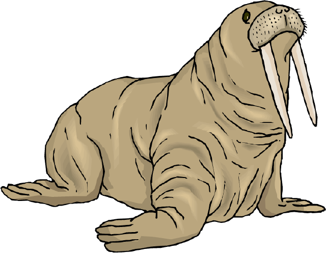 Walrus Clipart - Walrus Clip Art (640x496)