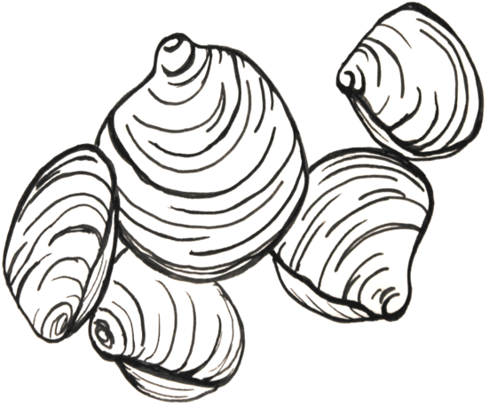 Hard Clam - Aquaculture (555x468)