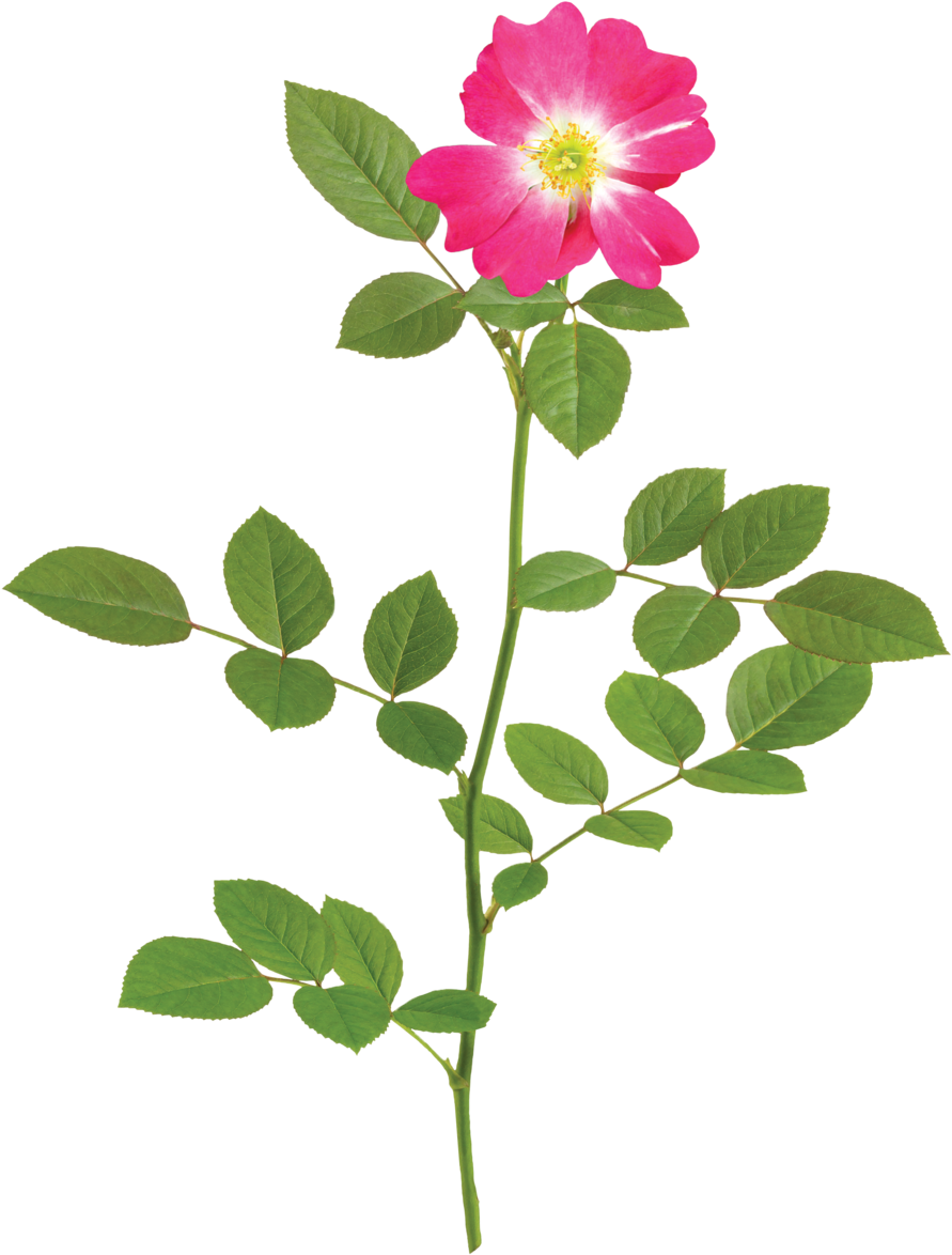 The Pink Drift® Rose - The Pink Drift® Rose (1000x1331)