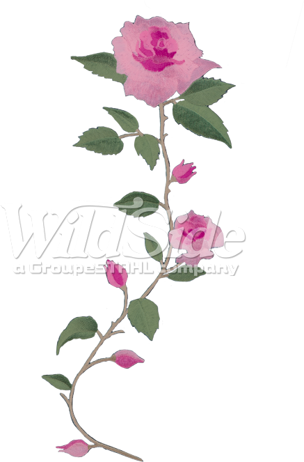 Pink Rose Long Stem (675x675)