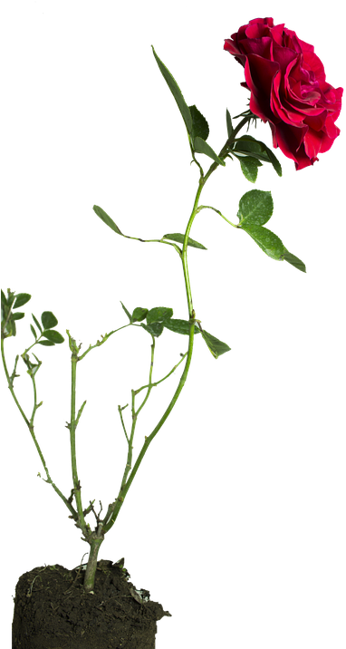 Rose, Flower, Green - Rose (480x720)