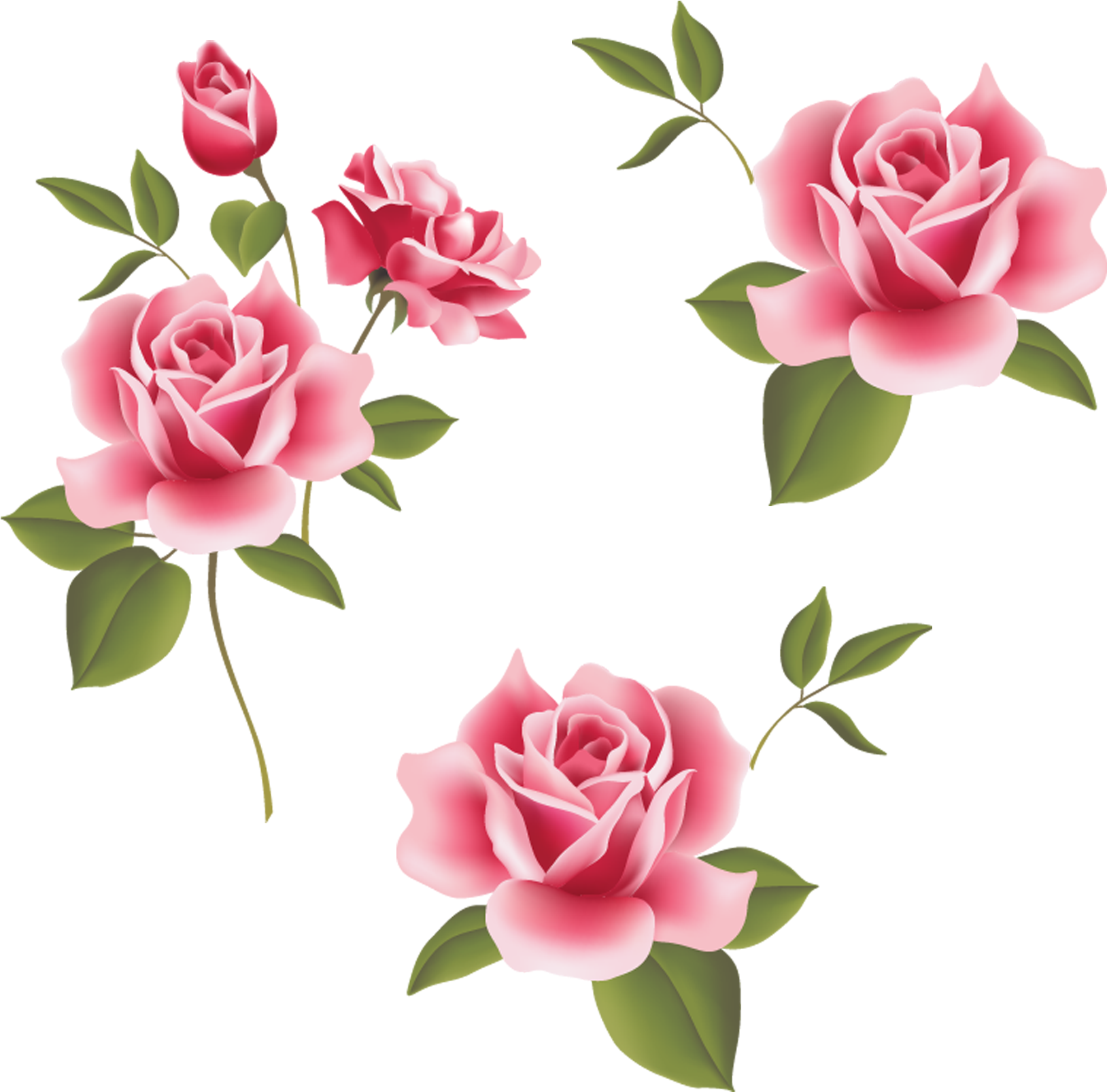 Garden Roses Beach Rose Pink Flower - Flores Rosas Em Png (2362x3543)