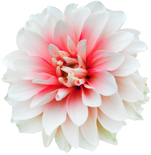 Flowers Tumblr Png (503x517)