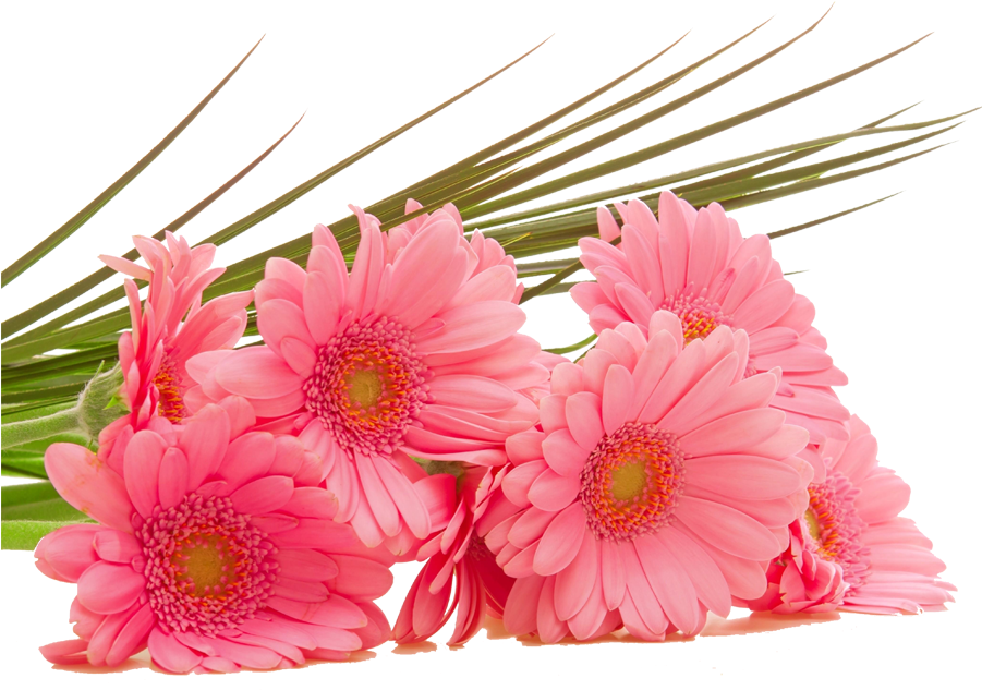 High-definition Television Pink Flowers Wallpaper - High-definition Television Pink Flowers Wallpaper (900x900)