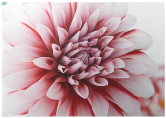 Dahlia (400x400)