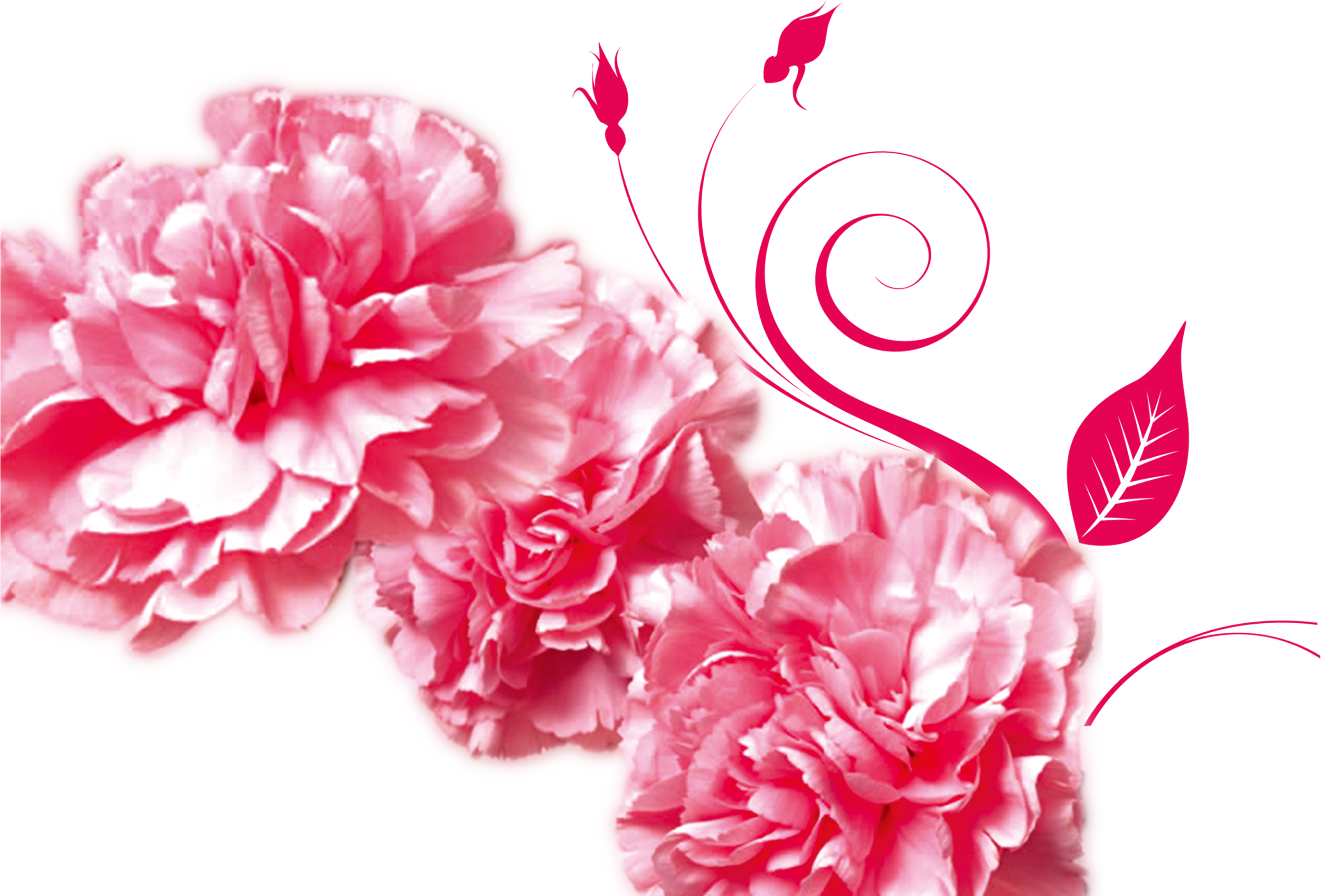 Mothers Day Gratitude Advertising Carnation - 母亲 节 (3050x2050)