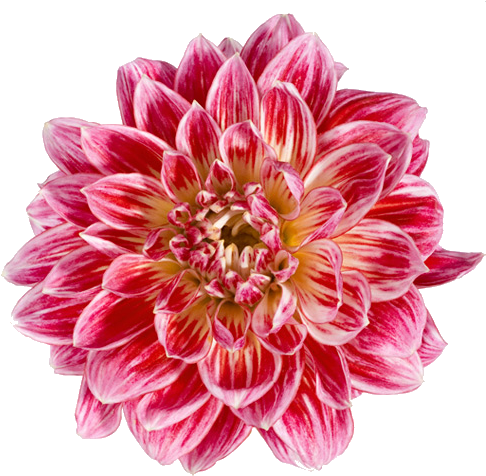 Transparent Dahlia - Flowers With White Background (492x500)